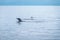 Hundred dolphins around us in Bais sand bar. Negros Oriental, Philippines