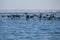 Hundred of shearwater birds fly in the sea in Capitola Wharf, Monterey Bay under blue sky