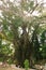 Hundred Year Old Balite Tree at Siquijor