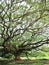 hundred year old Raintree