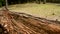 Hundreds of ants running around an old rough wooden log