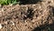 Hundreds of ants work in the anthill, ant nest and many ants running, ants running in the nest and big ant