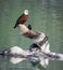 Hundreds of Bald eagles live in Glacier Bayï¼Œ Alaska