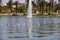 Hundreds of bird swimming on the rippling lake water surrounded by lush green palm trees and green grass, purple trees