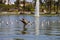 Hundreds of bird swimming on the rippling lake water surrounded by lush green palm trees and green grass, purple trees