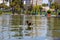 Hundreds of bird swimming on the rippling lake water surrounded by lush green palm trees and green grass, purple trees