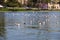 Hundreds of bird swimming on the rippling lake water surrounded by lush green palm trees and green grass, purple trees