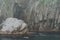 Hundreds of birds at the Chiswell Islands rookery in Kenai Fjords National park in Alaska