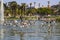 Hundreds of birds in flight over the rippling lake water surrounded by lush green palm trees and green grass, purple trees