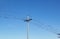 Hundreds of birds perched on a telephone wire against a blue sky