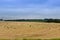 Hundreds of black crows in a dry field