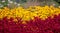 Hundreds of blackeyed susans with red leaves in foreground