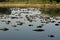 Hundreds of caimans at Pantanal