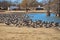 Hundreds of Candian Geese on shore of city park pond in Texas