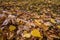 Hundreds of colorful fall leaves on the ground during autumn seasonal time of year