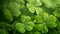 Hundreds of green limbs in close-up with dewdrops, blurred background. Green four-leaf clover symbol of St. Patrick\\\'