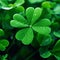Hundreds of green limbs in close-up with dewdrops, blurred background. Green four-leaf clover symbol of St. Patrick\\\'