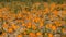 Hundreds of halloween pumpkins at an agricultural field