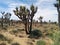 Hundreds of Joshua trees in desert landscape