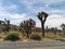 Hundreds of Joshua trees in desert landscape next to road