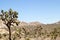 Hundreds of Joshua trees expanding over a desert landscape
