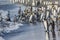 Hundreds of king penguins land on shore after hunting