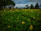 Hundreds of little yellow flowers