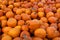 Hundreds of Organic Pumpkins