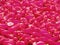 Hundreds of Pink Rubber Ducks in New York