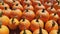 Hundreds of pumpkins for sale