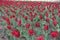 Hundreds of red flowers of tulips