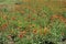 Hundreds of red and yellow flowers of Gaillardia aristata in June