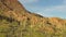 Hundreds of Saguaros at Tucson mountain park