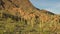 Hundreds of Saguaros at Tucson Mountain Park, zoom out shot