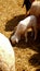 Hundreds of sheep hurtling by at a farm.