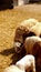 Hundreds of sheep hurtling by at a farm.