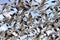 Hundreds Snow Geese Taking Off Flying Washington