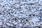 Hundreds Snow Geese Taking Off Flying Washington