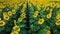 Hundreds of sunflower field to the horizon in Poland