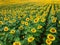 Hundreds of sunflower field to the horizon in summer, Poland