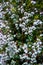 Hundreds Thousands White Black Small Bloom Flowers Together Bush