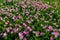 Hundreds of Very Pink Primrose Wildflowers in Texas