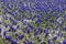 Hundreds of violet flowers of Armenian grape hyacinths