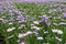 Hundreds of violet flowers of Erigeron speciosus