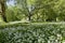 Hundreds of white allium flowers, Blarney Castle and Grounds