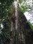 Hundreds years tree