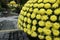 Hundreds of yellow chrysanthemum flowers at full bloom