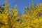 Hundreds of yellow flowers of forsythia against blue sky