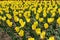 Hundreds of yellow flowers of tulips