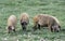 Hungarain Mangalica pigs
